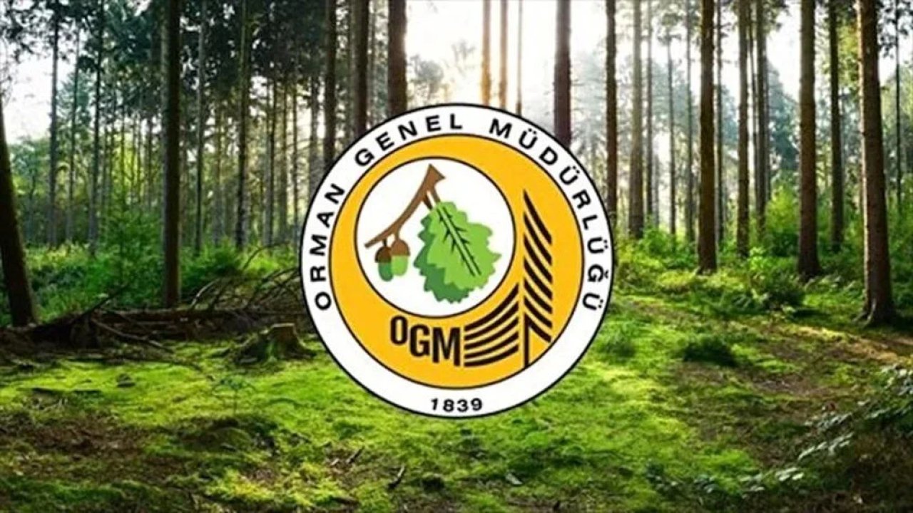 KPSS Şartı Olmadan Orman Genel Müdürlüğü'ne 170 Sözleşmeli Personel Alımı!